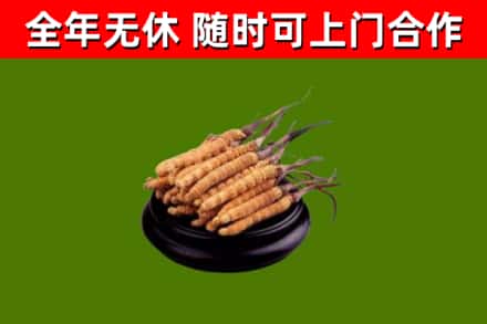 蚌埠回收冬虫夏草